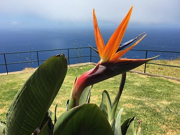 Zdjęcie kierunku: Funchal